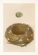 Bird Nest & Eggs Prints Morris 1875 Missel Thrush - Panteek Antique Prints