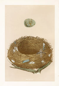 Bird Nest & Eggs Prints Morris 1875 Missel Thrush - Panteek Antique Prints