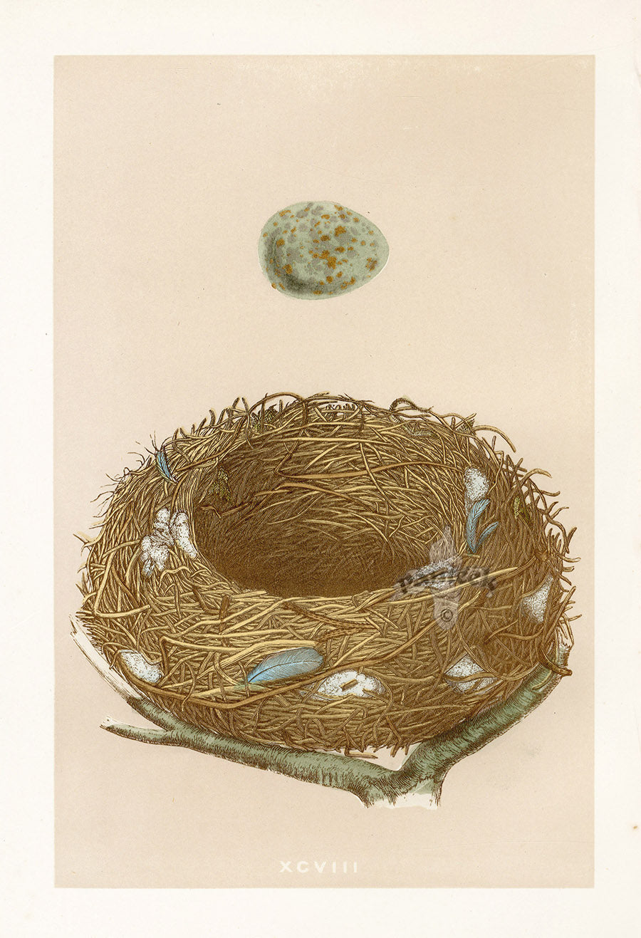 Bird Nest & Eggs Prints Morris 1875 Missel Thrush
