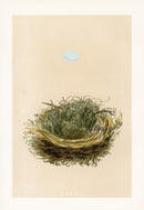 Bird Nest & Eggs Prints Morris 1875 Pied Flycatcher - Panteek Antique Prints