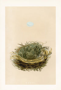 Bird Nest & Eggs Prints Morris 1875 Pied Flycatcher - Panteek Antique Prints