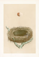 Bird Nest & Eggs Prints Morris 1875 Red Back Shrike - Panteek Antique Prints