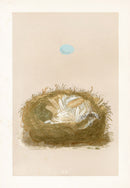 Bird Nest & Eggs Prints Morris 1875 Redstart - Panteek Antique Prints