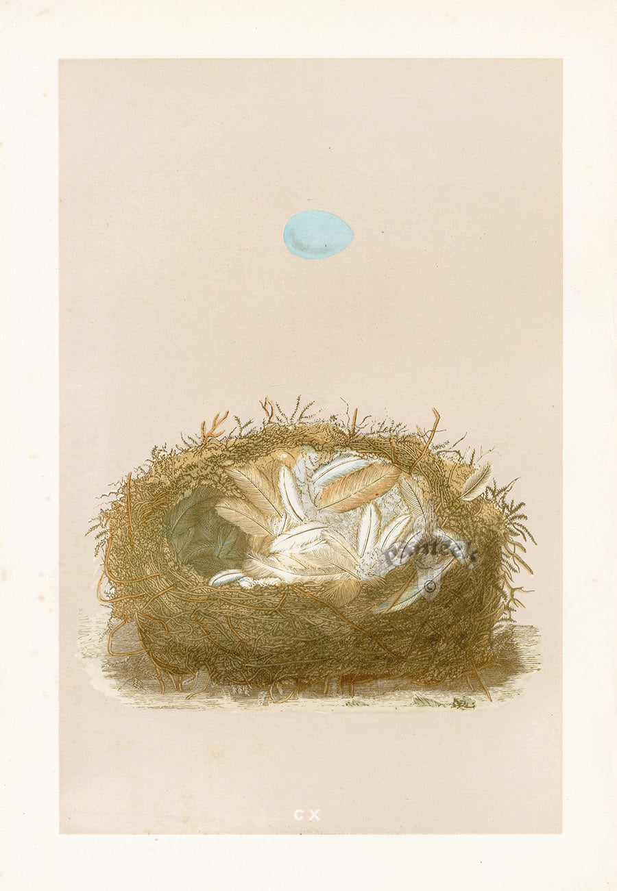Bird Nest & Eggs Prints Morris 1875 Redstart