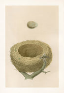 Bird Nest & Eggs Prints Morris 1875 Redwing - Panteek Antique Prints