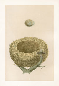 Bird Nest & Eggs Prints Morris 1875 Redwing - Panteek Antique Prints