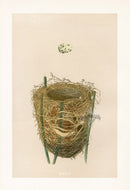 Bird Nest & Eggs Prints Morris 1875 Reed Warbler - Panteek Antique Prints