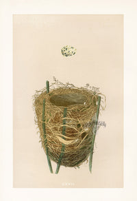 Bird Nest & Eggs Prints Morris 1875 Reed Warbler - Panteek Antique Prints