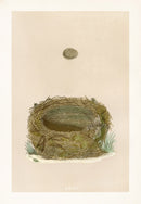 Bird Nest & Eggs Prints Morris 1875 Sedge Warbler - Panteek Antique Prints