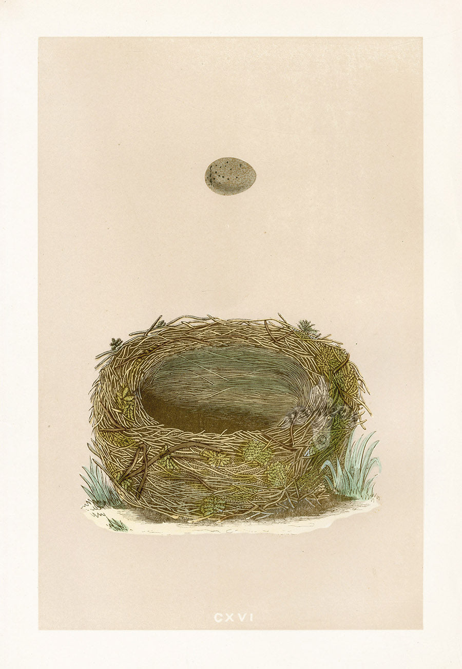 Bird Nest & Eggs Prints Morris 1875 Sedge Warbler