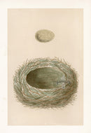 Bird Nest & Eggs Prints Morris 1875 Spotted Flycatcher - Panteek Antique Prints