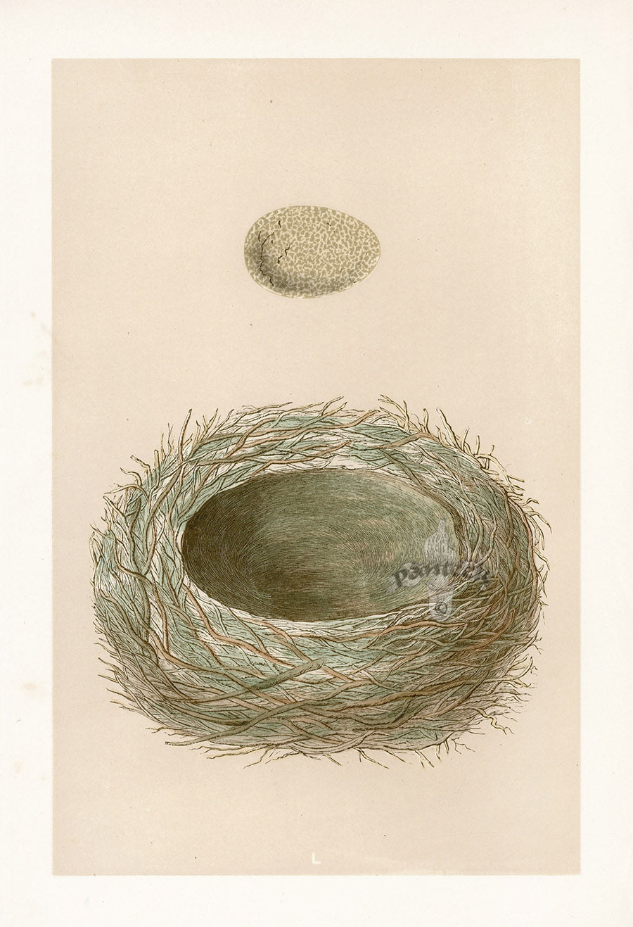 Bird Nest & Eggs Prints Morris 1875 Spotted Flycatcher