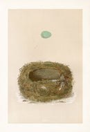 Bird Nest & Eggs Prints Morris 1875 Stonechat - Panteek Antique Prints