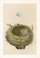 Bird Nest & Eggs Prints Morris 1875 Thrush - Panteek Antique Prints