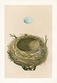 Bird Nest & Eggs Prints Morris 1875 Thrush - Panteek Antique Prints