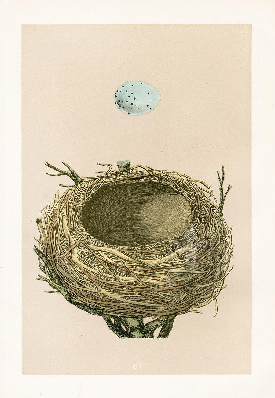 Bird Nest & Eggs Prints Morris 1875 Thrush