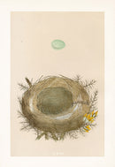 Bird Nest & Eggs Prints Morris 1875 Whinchat - Panteek Antique Prints