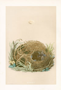 Bird Nest & Eggs Prints Morris 1875 Willow Warbler - Panteek Antique Prints