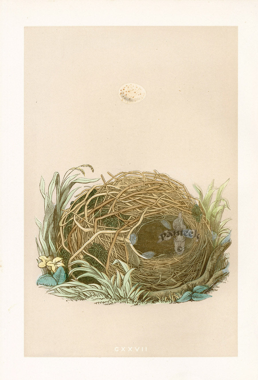 Bird Nest & Eggs Prints Morris 1875 Willow Warbler