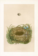 Bird Nest & Eggs Prints Morris 1875 Wood Warbler - Panteek Antique Prints