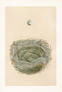 Bird Nest & Eggs Prints Morris 1875 Woodchat - Panteek Antique Prints