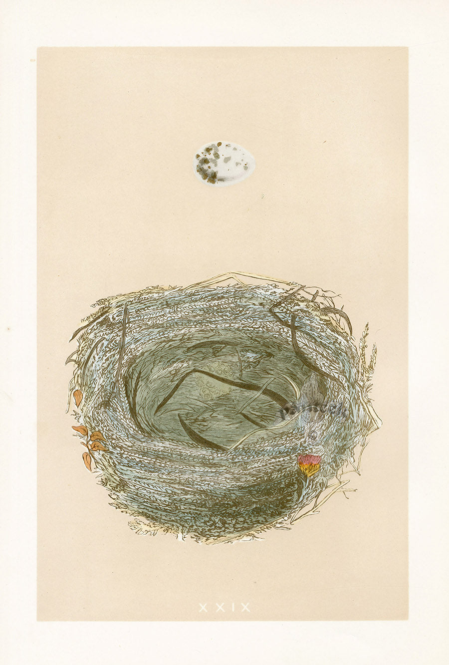 Bird Nest & Eggs Prints Morris 1875 Woodchat