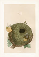 Bird Nest & Eggs Prints Morris 1875 Wren - Panteek Antique Prints