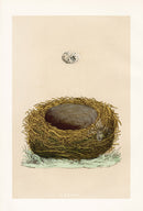 Bird Nest & Eggs Prints Morris 1875 Yellow Hammer - Panteek Antique Prints