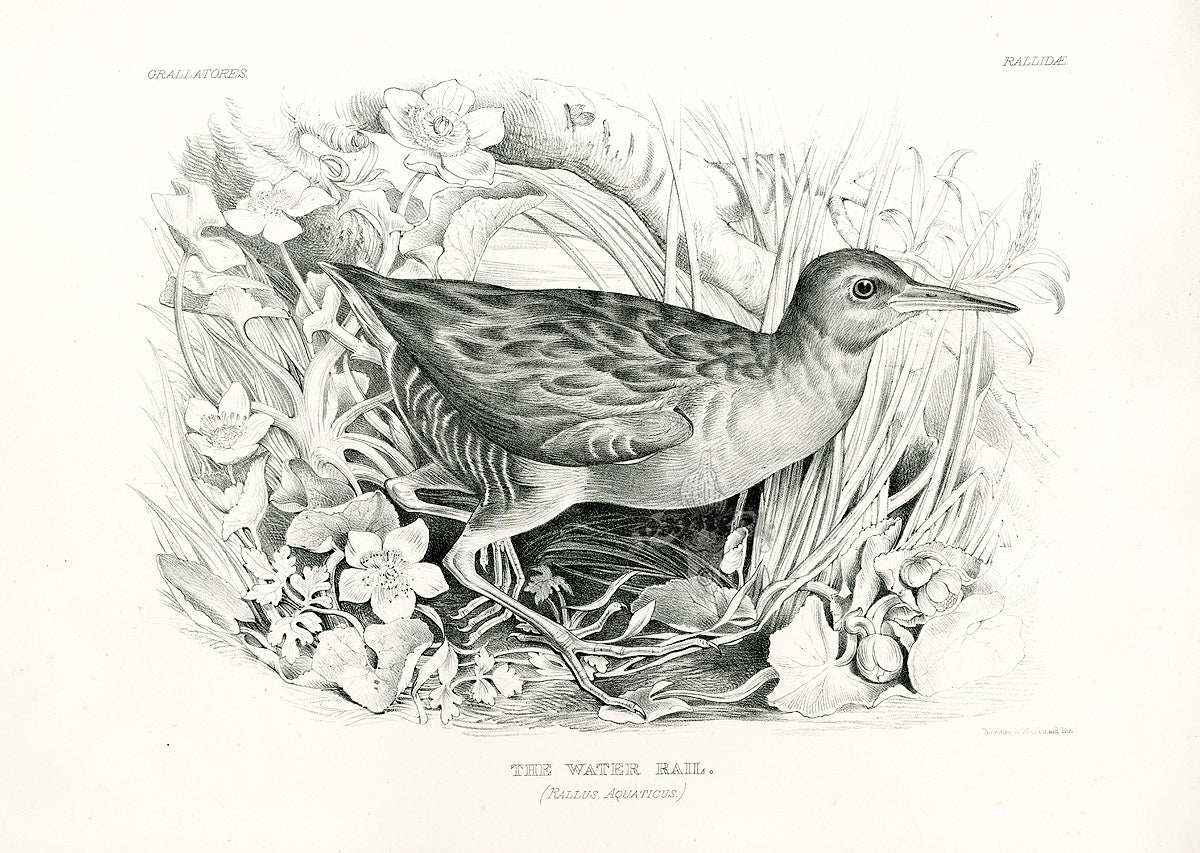 Blackburn Bird Antique Print Water Rail