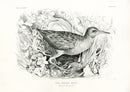 Blackburn Bird Antique Print Water Rail - Panteek Antique Prints