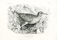 Blackburn Bird Antique Print Water Rail - Panteek Antique Prints