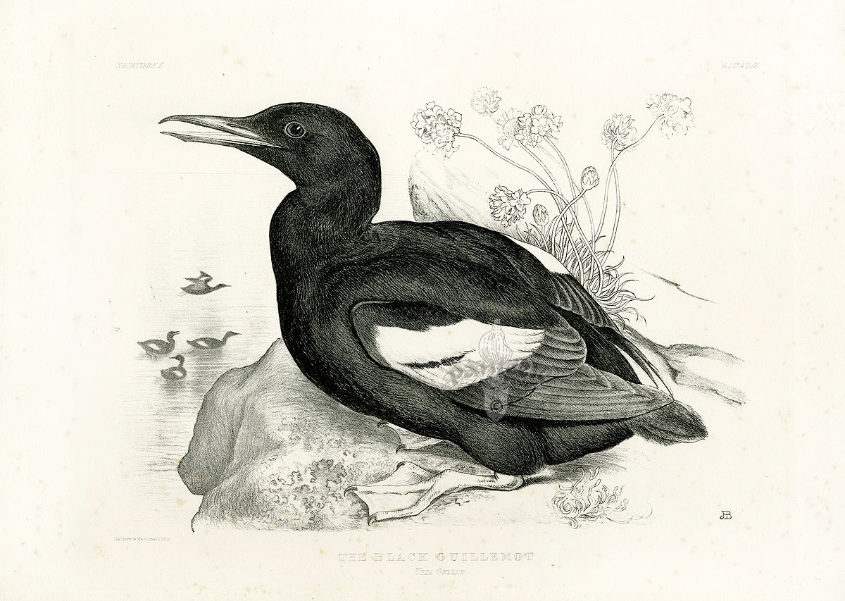 Blackburn Birds Black Guillemot