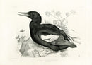 Blackburn Birds Black Guillemot - Panteek Antique Prints