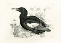 Blackburn Birds Black Guillemot - Panteek Antique Prints