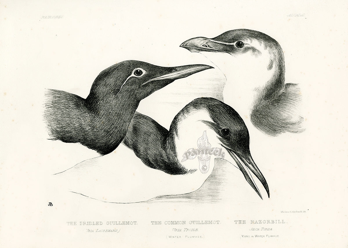 Blackburn Birds Bridled Guillemot