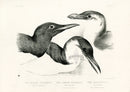 Blackburn Birds Bridled Guillemot - Panteek Antique Prints
