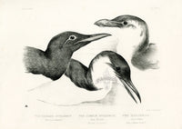 Blackburn Birds Bridled Guillemot - Panteek Antique Prints