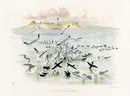Blackburn Birds Group of Sea Birds - Panteek Antique Prints