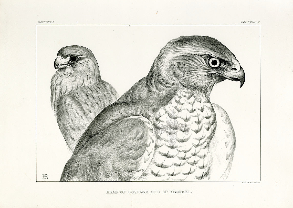 Blackburn Birds Head of Goshawk, Kestrel