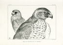 Blackburn Birds Head of Goshawk, Kestrel - Panteek Antique Prints