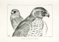 Blackburn Birds Head of Goshawk, Kestrel - Panteek Antique Prints