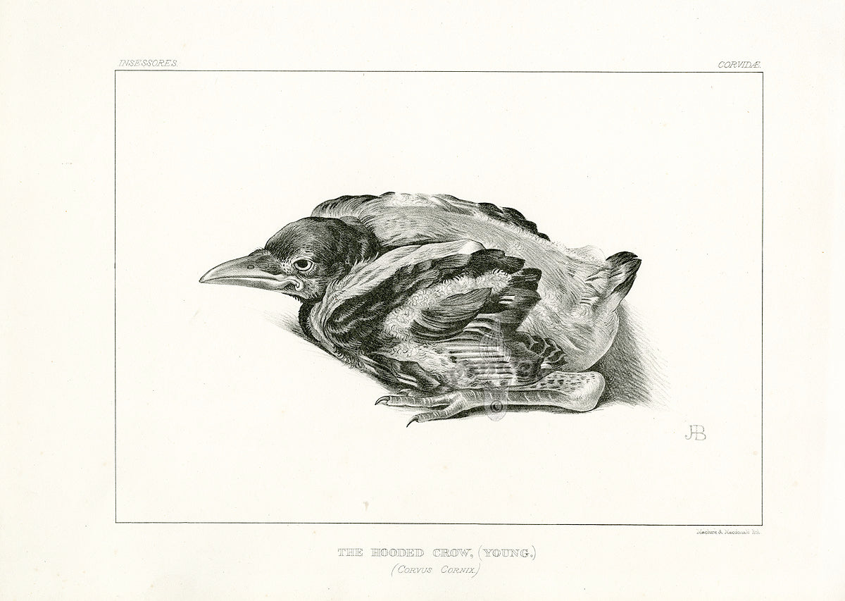 Blackburn Birds Hooded Crow