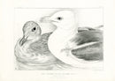Blackburn Birds Lesser Black-backed Gull - Panteek Antique Prints