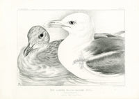 Blackburn Birds Lesser Black-backed Gull - Panteek Antique Prints