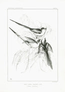 Blackburn Birds Long-tailed Tit - Panteek Antique Prints