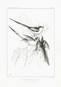 Blackburn Birds Long-tailed Tit - Panteek Antique Prints