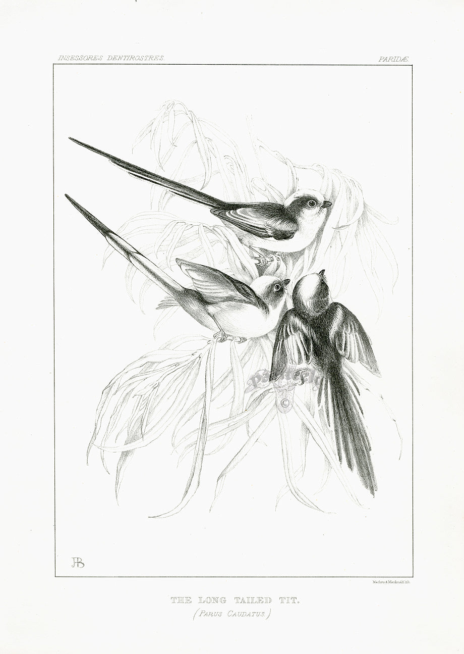 Blackburn Birds Long-tailed Tit