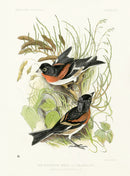 Blackburn Birds Mountain Finch - Panteek Antique Prints