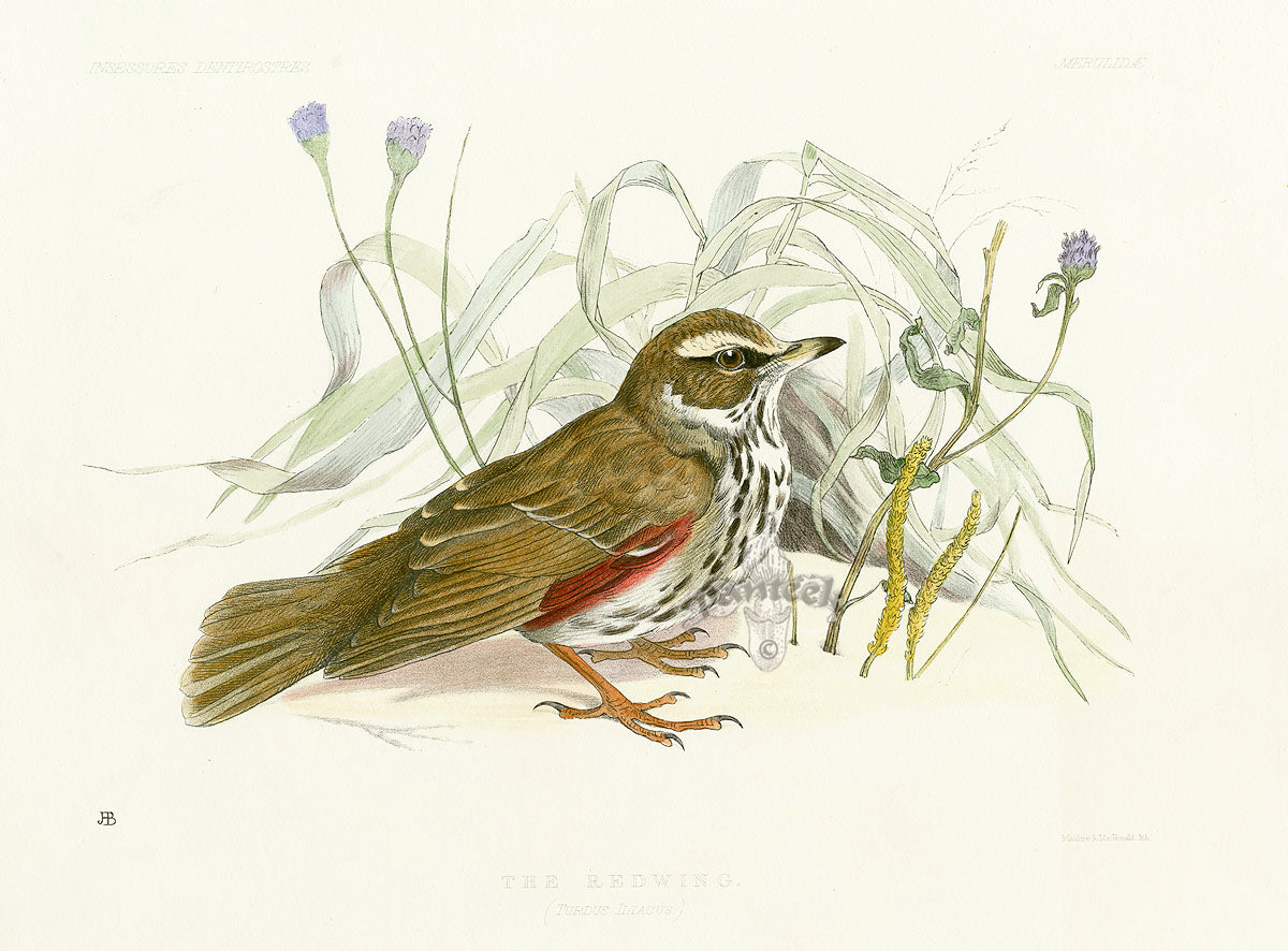 Blackburn Birds Redwing