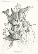 Blackburn Birds The Crossbill - Panteek Antique Prints